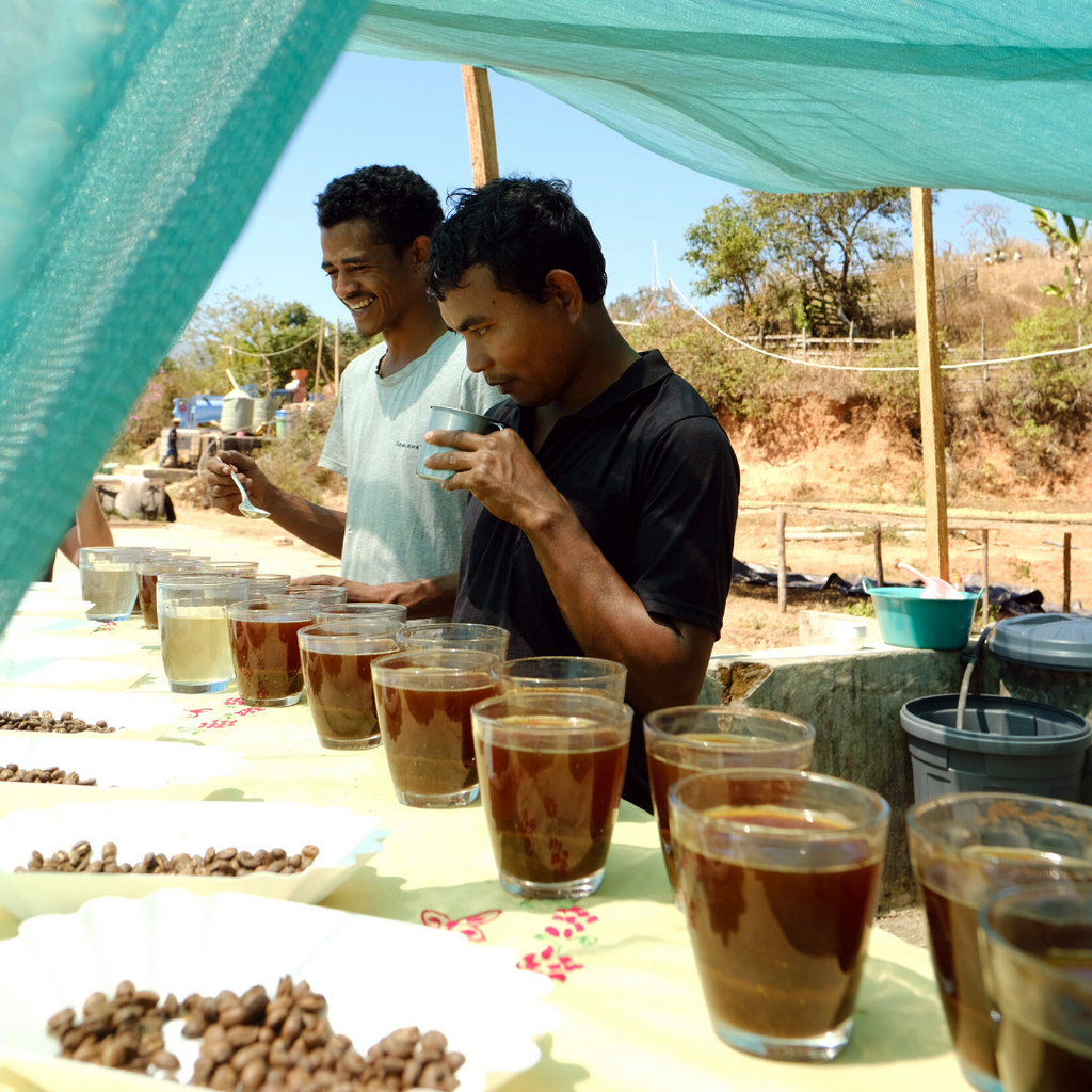 Coffee Origin: Timor-Leste (History, Farmers, Varietals & Production)