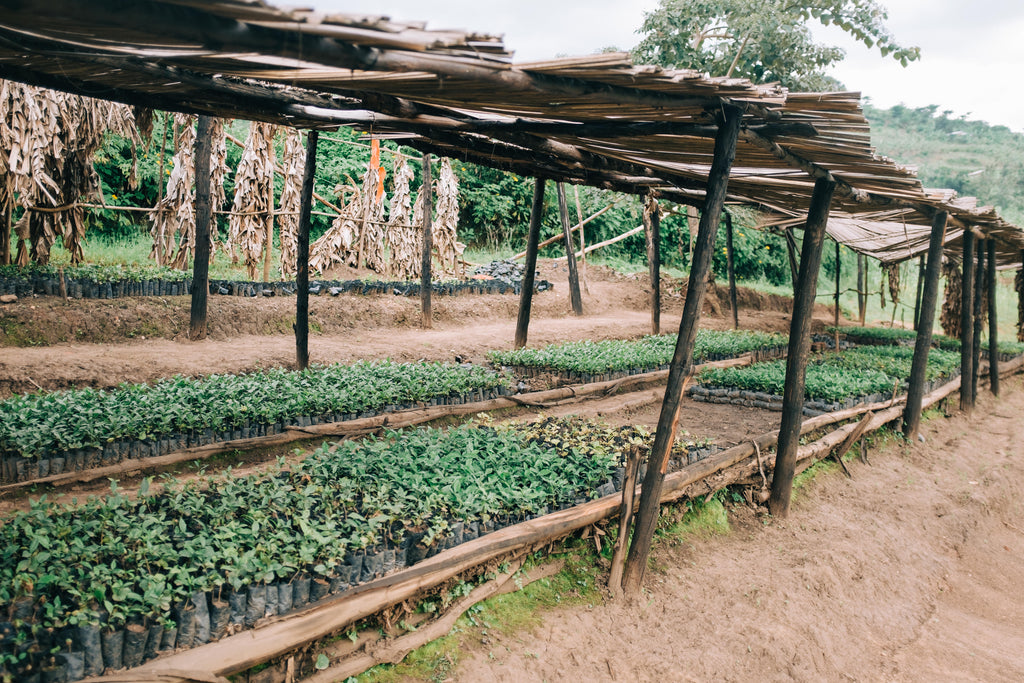 Coffee Origin: Uganda (The Plants, History, Arabica vs Robusta & Processing)