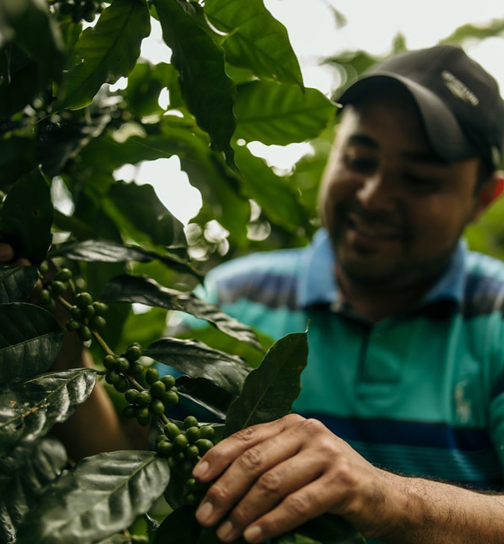 An Origin on the rise? Coffee Origin Deep Dive: Mexico