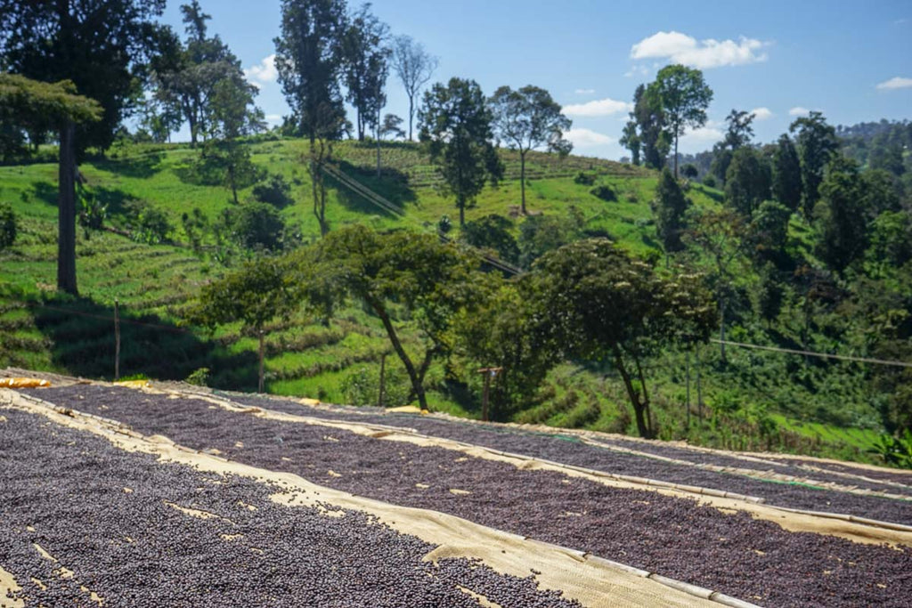 Coffee Origin: Ethiopia (Kaldi, Coffee Ceremonies, Processing, Taste & More)!