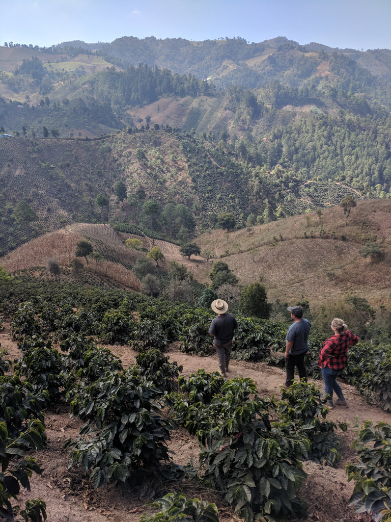 Sourcing Coffee with Drew Johnson, the owner of Bows Coffee Roasters