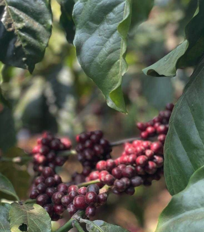 Coffee Wallas